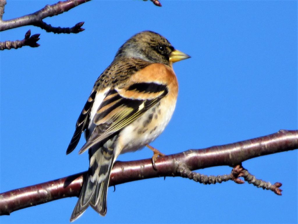 Peppola (Fringilla montifringilla)